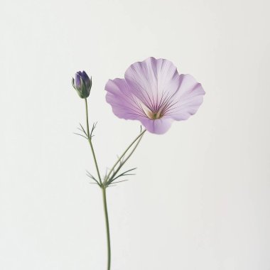 Güzel botanik fotoğrafı, doğal duvar kağıdı.