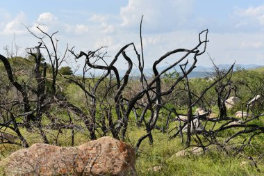 Dağlarda yanan ağaçlar