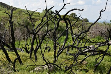 Dağlarda yanan ağaçlar
