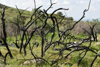 Dağlarda yanan ağaçlar