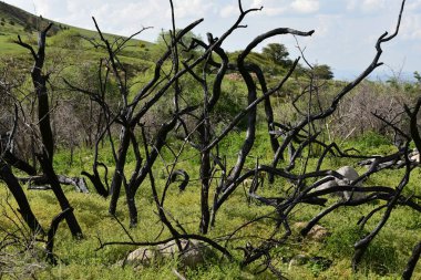 Dağlarda yanan ağaçlar