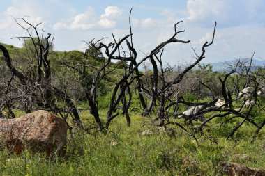 Dağlarda yanan ağaçlar
