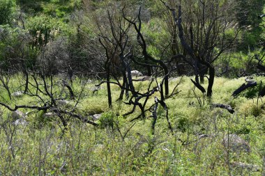 Dağlarda yanan ağaçlar