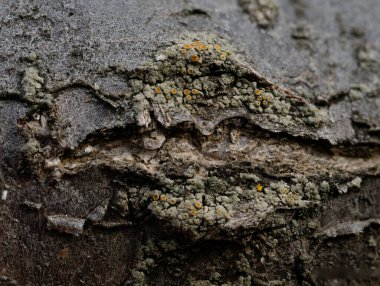 Ağaç kabuğunun makro fotoğrafçılığı karmaşık bir model oluşturur.