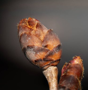 Gelişim aşamasında bir dalda bulunan meşe tomurcuğunun makro fotoğrafı.