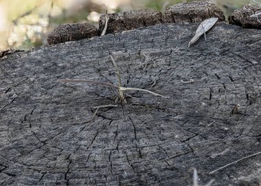 Ağaç kütüğünün yüzeyinde büyüyen küçük bir bitkinin makro fotoğrafı. Kütüğün eski ahşap gibi çatlakları ve dokusu var. İnce yapraklı küçük bir bitki kütüğün merkezinden yeniden doğuşu ve doğanın gücünü sembolize ederek büyür..