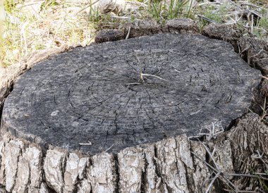 Ağaç kütüğünün yüzeyinde büyüyen küçük bir bitkinin makro fotoğrafı. Kütüğün eski ahşap gibi çatlakları ve dokusu var. İnce yapraklı küçük bir bitki kütüğün merkezinden yeniden doğuşu ve doğanın gücünü sembolize ederek büyür..