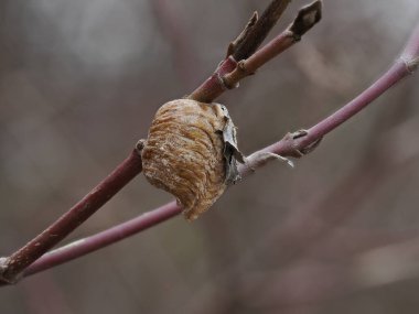 Fotoğraf, üzerinde peygamber devesi kozası bulunan bir çalılığın dalını gösteriyor.