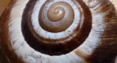 Fotoğraf bir salyangoz kabuğunun yakın çekimini gösteriyor. Kabuğun spiral yapısı açık bir şekilde görülebilir, kahverengi ve beyaz farklı çizgilerle..
