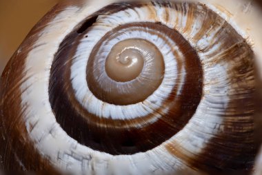 Fotoğraf bir salyangoz kabuğunun yakın çekimini gösteriyor. Kabuğun spiral yapısı açık bir şekilde görülebilir, kahverengi ve beyaz farklı çizgilerle..