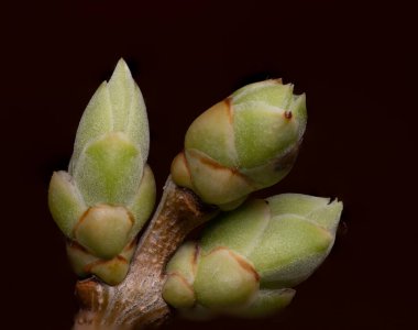 Gelişim aşamasındaki bir dalda bulunan bitki tomurcuklarının makro fotoğrafı.
