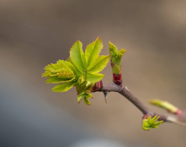 Fotoğraf birkaç yeşil yapraklı genç bir bitkinin çekimlerini gösteriyor..