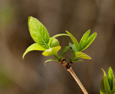 Fotoğraf birkaç yeşil yapraklı genç bir bitkinin çekimlerini gösteriyor..