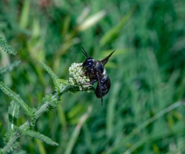 Fotoğraf küçük bir çiçeğin üzerinde oturan bir kara arıyı gösteriyor. Böceğin yoğun, metalik parlak bir vücudu, büyük gözleri ve güçlü kanatları vardır. Yeşil saplar ve yapraklar arasında nektar veya polen topluyor.. 