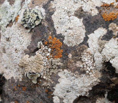 Fotoğraf, bir kayanın yüzeyinde büyüyen çeşitli kertenkele türlerini gösteriyor. Liçenler farklı şekillere, renklere ve dokulara sahiptir: açık yeşil, dantelli kenarlardan yoğun, beyaz kenarlara kadar. Siyah ve parlak turuncu yamalar da görülebilir.,