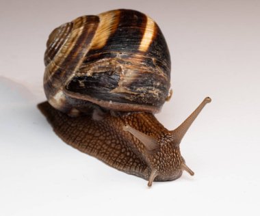 Yakından bakınca kahverengi sarmal kabuklu bir salyangozun pürüzsüz bir yüzey boyunca yavaşça hareket ettiğini görüyoruz. Vücudunun, kabuğunun ve dokunaçlarının detaylı dokuları görülebilir. Tarafsız arka plan salyangozun doğal renklerini vurgular.