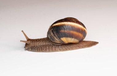 Yakından bakınca kahverengi sarmal kabuklu bir salyangozun pürüzsüz bir yüzey boyunca yavaşça hareket ettiğini görüyoruz. Vücudunun, kabuğunun ve dokunaçlarının detaylı dokuları görülebilir. Tarafsız arka plan salyangozun doğal renklerini vurgular.