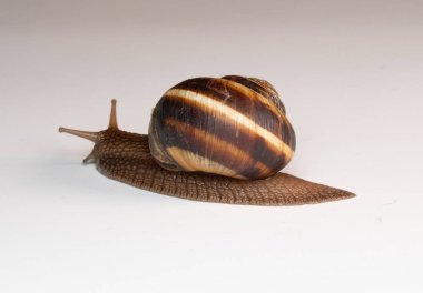 Yakından bakınca kahverengi sarmal kabuklu bir salyangozun pürüzsüz bir yüzey boyunca yavaşça hareket ettiğini görüyoruz. Vücudunun, kabuğunun ve dokunaçlarının detaylı dokuları görülebilir. Tarafsız arka plan salyangozun doğal renklerini vurgular.