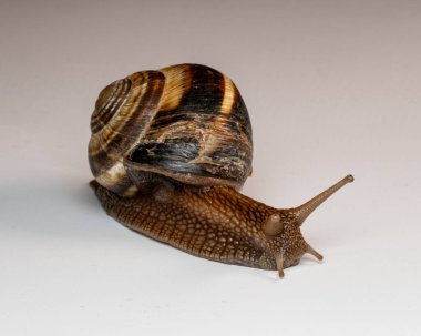 Yakından bakınca kahverengi sarmal kabuklu bir salyangozun pürüzsüz bir yüzey boyunca yavaşça hareket ettiğini görüyoruz. Vücudunun, kabuğunun ve dokunaçlarının detaylı dokuları görülebilir. Tarafsız arka plan salyangozun doğal renklerini vurgular.