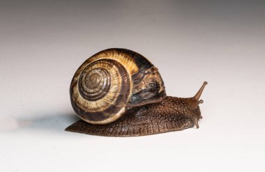 Yakından bakınca kahverengi sarmal kabuklu bir salyangozun pürüzsüz bir yüzey boyunca yavaşça hareket ettiğini görüyoruz. Vücudunun, kabuğunun ve dokunaçlarının detaylı dokuları görülebilir. Tarafsız arka plan salyangozun doğal renklerini vurgular.