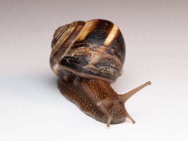 Yakından bakınca kahverengi sarmal kabuklu bir salyangozun pürüzsüz bir yüzey boyunca yavaşça hareket ettiğini görüyoruz. Vücudunun, kabuğunun ve dokunaçlarının detaylı dokuları görülebilir. Tarafsız arka plan salyangozun doğal renklerini vurgular.