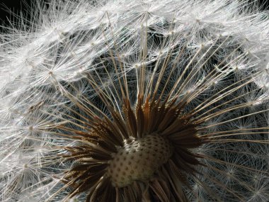 Bir karahindibanın merkezindeki makro fotoğraf dikenli saplı kalan tohumların detaylı yapısını gösteriyor. Işık kabarıklığın içinden geçer, güzel bir ışık ve gölge etkileşimi yaratır. Arka plan yumuşakça bulanık, dokuyu vurguluyor.