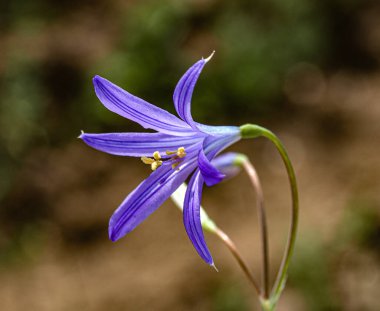 Görüntü mor yapraklı bir çiçeği gösteriyor, dışa dönük ve sarı anterli. Arkaplan nötr tonlarla bulanıklaşmış..
