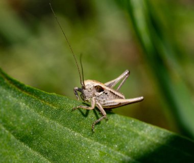 Resim yeşil bir yaprağın üzerinde oturan bir çekirgeyi gösteriyor. Çekirgenin uzun antenleri ve açık kahverengi bir vücut rengi vardır. Arka plan bulanık, yeşil bitki örtüsüyle..