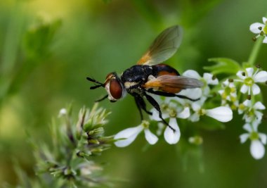 Görüntü, küçük beyaz çiçeklerin üzerinde oturan bir Scathophaga sineğinin yakın çekimini gösteriyor. Sineğin turuncu ve siyah renkleri, büyük gözleri ve şeffaf kanatları vardır. Arka plan bulanık, böceğe ve çiçeklere odaklanmış..
