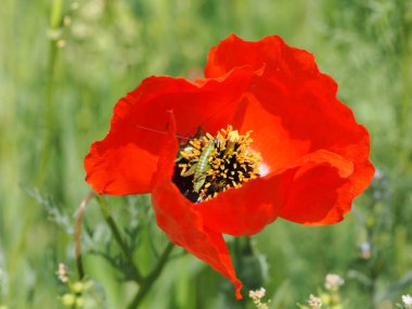 Görüntü, parlak kırmızı bir gelincik çiçeğinin ortasında bir çekirgeyi gösteriyor. Çiçek açık, sarı pudingler görünür durumda. Arka plan bulanık yeşil bir ortam..
