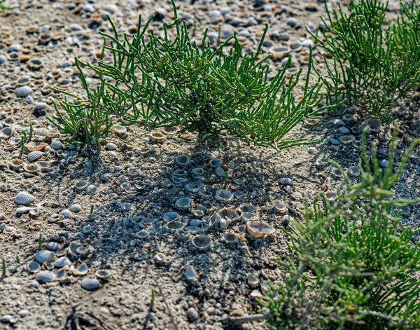 Fotoğrafta deniz kabuklarının yeşil halofit bitkiler arasında kumlu toprağa saçıldığı görülüyor. Güneş ışığı, doğal çevrenin dokusunu ve detaylarını vurgular.