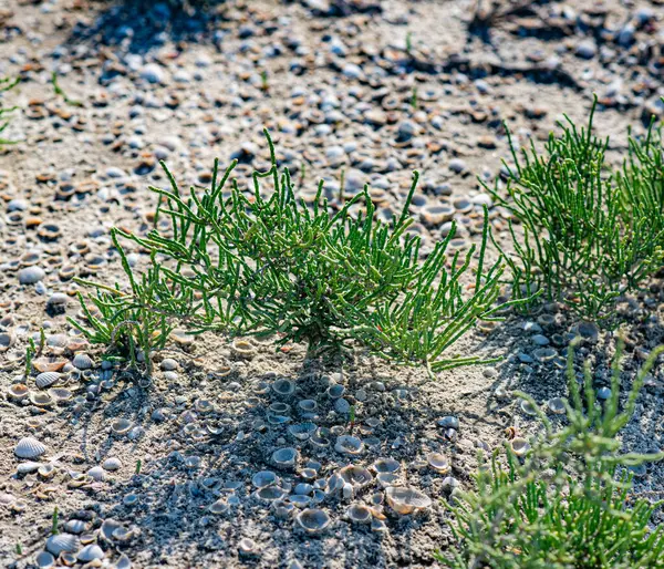 Fotoğrafta deniz kabuklarının yeşil halofit bitkiler arasında kumlu toprağa saçıldığı görülüyor. Güneş ışığı, doğal çevrenin dokusunu ve detaylarını vurgular.