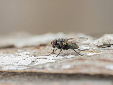Ağaç kabuğunda dinlenen bir sineğin makro görüntüsü. Bileşik kırmızı gözler, şeffaf kanatlar, vücut kılları ve detaylı kabuk dokusu bulanık bir arka planda açıkça görülebilir..