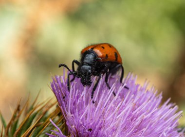 Makro fotoğraf Mylabris quadripunctata parlak turuncu böceği gösteriyor. Siyah benekli, mor bir devedikeni çiçeğinin üzerinde oturuyor. Antenleri, bacakları ve çiçek yapraklarının kabarık dokusu açıkça görülebilir..