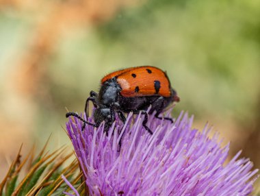 Makro fotoğraf Mylabris quadripunctata parlak turuncu böceği gösteriyor. Siyah benekli, mor bir devedikeni çiçeğinin üzerinde oturuyor. Antenleri, bacakları ve çiçek yapraklarının kabarık dokusu açıkça görülebilir..