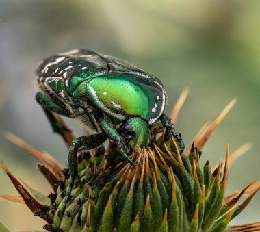 Devedikeni tomurcuğunun üzerinde duran metalik parıltılı yeşil bir gül saçarının makro görüntüsü. Parlak kabuğunun, bacaklarının, antenlerinin ve bitkinin dikenli dokusunun ince detayları açıkça görülebilir..