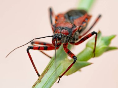 Rhynocoris iracundus 'un makro fotoğrafı yeşil bir bitki sapında oturan kırmızı ve siyah bir böcek. Vücut, bacaklar, kafa ve dış iskeletin dokusu açıkça görülebilir..