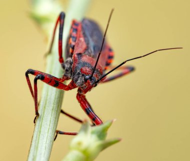 Rhynocoris iracundus 'un makro fotoğrafı yeşil bir bitki sapında oturan kırmızı ve siyah bir böcek. Vücut, bacaklar, kafa ve dış iskeletin dokusu açıkça görülebilir..