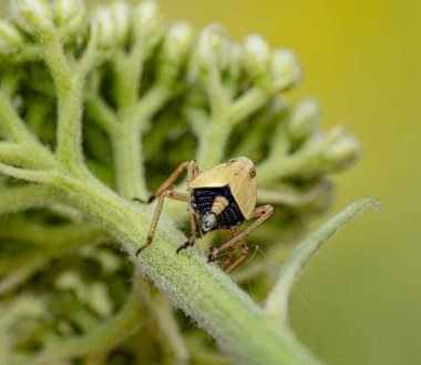 Açık kahverengi bir böceğin yeşil kıllı bir bitki sapında oturduğu makro bir fotoğraf. Açık vücut detayları, bacaklar, karın deseni ve yapraklı bulanık bir arka plan görülebilir..