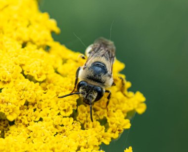 Parlak sarı bir çiçeğin üzerindeki bir arı makro fotoğrafı. Kafanın detaylı görüntüsü, anten, kıllı vücut ve taç yaprağı dokusu. Arkaplan yumuşak yeşil bir bulanıklık.