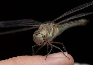 Siyah arka planda bir yusufçuğun insan parmağının üzerinde oturduğu yakın plan fotoğrafı. Görüntü büyük bileşik gözler, şeffaf kanatlar, uzun vücut ve ince böcek bacakları gösteriyor..
