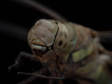 Beyaz arka planda bir yusufçuğun başının Macro fotoğrafı. Görüntü büyük bileşik gözler, ağız parçaları, antenler ve ince kıllı ince yapısal ayrıntıları gösteriyor..