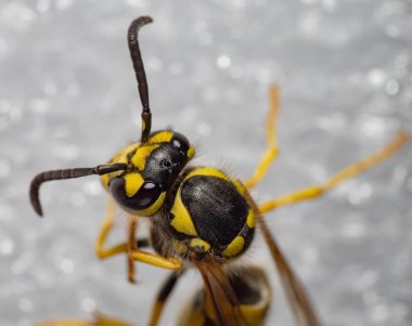 Bir eşekarısının yakın plan Macro fotoğrafı. Bileşik gözler, antenler, çene kemikleri ve belirgin siyah ve sarı gövde deseni açıkça görülebilir. Böceklerin yırtıcı görünümünü vurguluyor..