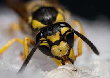 Bir eşekarısının yakın plan Macro fotoğrafı. Bileşik gözler, antenler, çene kemikleri ve belirgin siyah ve sarı gövde deseni açıkça görülebilir. Böceklerin yırtıcı görünümünü vurguluyor..