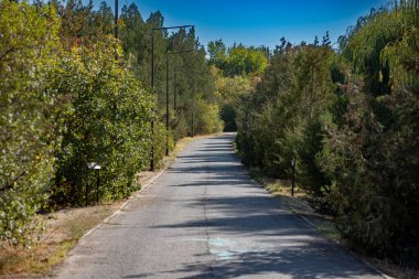 Asfalt yolu olan sonbahar sokağı sarı ve yeşil yapraklı ağaçlarla çevrili. Yumuşak güneş ışığı ve gölgeler doğayla barışçıl ve rahat bir uyum ortamı yaratır..