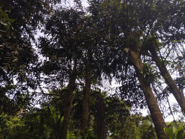 Doğanın güzel manzarası