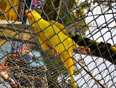 Sarı papağanlar kafeste oturuyor.