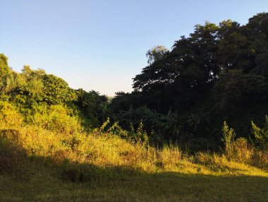 Yüksek çözünürlüklü görüntü, altın saat güneş ışığıyla yıkanmış canlı bir orman kenarı yakalıyor. Ön planda yemyeşil, güneşli yeşil ve altın renkli otlar ve yabani bitki örtüsü yer almakta olup, arka plandaki tropikal ağaçların koyu ve yoğun gölgesiyle çelişmektedir.