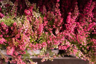 Flowering Heather Plant Closeup, Blurred Erica Flower, Macro Photo of Gardener Heather in Pots at Market, Beautiful Blooming Calluna Flowers with Selective Focus