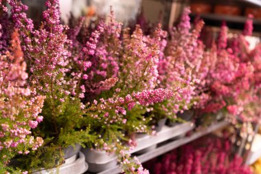 Flowering Heather Plant Closeup, Blurred Erica Flower, Macro Photo of Gardener Heather in Pots at Market, Beautiful Blooming Calluna Flowers with Selective Focus